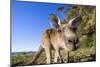 Eastern Grey Kangaroo Super Wide Angle Shot Of-null-Mounted Photographic Print