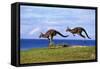 Eastern Grey Kangaroo Two Animals Hopping-null-Framed Stretched Canvas