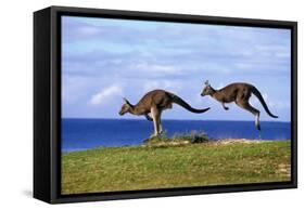 Eastern Grey Kangaroo Two Animals Hopping-null-Framed Stretched Canvas