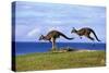 Eastern Grey Kangaroo Two Animals Hopping-null-Stretched Canvas
