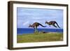 Eastern Grey Kangaroo Two Animals Hopping-null-Framed Premium Photographic Print