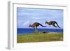 Eastern Grey Kangaroo Two Animals Hopping-null-Framed Premium Photographic Print