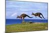 Eastern Grey Kangaroo Two Animals Hopping-null-Mounted Premium Photographic Print