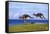 Eastern Grey Kangaroo Two Animals Hopping-null-Framed Stretched Canvas