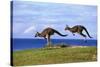 Eastern Grey Kangaroo Two Animals Hopping-null-Stretched Canvas
