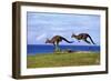 Eastern Grey Kangaroo Two Animals Hopping-null-Framed Photographic Print