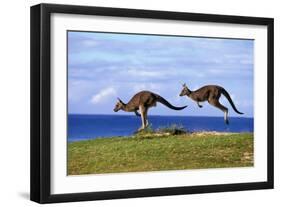 Eastern Grey Kangaroo Two Animals Hopping-null-Framed Photographic Print