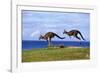 Eastern Grey Kangaroo Two Animals Hopping-null-Framed Photographic Print