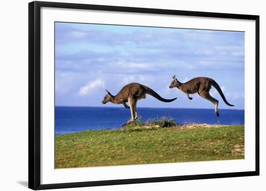 Eastern Grey Kangaroo Two Animals Hopping-null-Framed Photographic Print