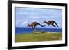 Eastern Grey Kangaroo Two Animals Hopping-null-Framed Photographic Print