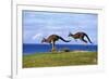 Eastern Grey Kangaroo Two Animals Hopping-null-Framed Photographic Print