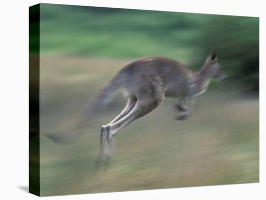 Eastern Grey Kangaroo, Wilsons Promontory National Park, Australia-Theo Allofs-Stretched Canvas