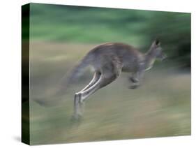 Eastern Grey Kangaroo, Wilsons Promontory National Park, Australia-Theo Allofs-Stretched Canvas