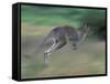 Eastern Grey Kangaroo, Wilsons Promontory National Park, Australia-Theo Allofs-Framed Stretched Canvas