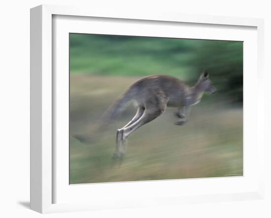 Eastern Grey Kangaroo, Wilsons Promontory National Park, Australia-Theo Allofs-Framed Photographic Print