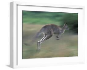 Eastern Grey Kangaroo, Wilsons Promontory National Park, Australia-Theo Allofs-Framed Photographic Print