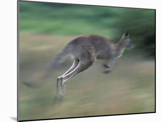 Eastern Grey Kangaroo, Wilsons Promontory National Park, Australia-Theo Allofs-Mounted Photographic Print