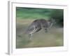 Eastern Grey Kangaroo, Wilsons Promontory National Park, Australia-Theo Allofs-Framed Photographic Print