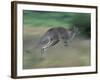 Eastern Grey Kangaroo, Wilsons Promontory National Park, Australia-Theo Allofs-Framed Photographic Print