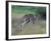 Eastern Grey Kangaroo, Wilsons Promontory National Park, Australia-Theo Allofs-Framed Photographic Print