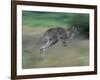 Eastern Grey Kangaroo, Wilsons Promontory National Park, Australia-Theo Allofs-Framed Photographic Print