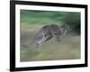 Eastern Grey Kangaroo, Wilsons Promontory National Park, Australia-Theo Allofs-Framed Photographic Print