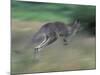 Eastern Grey Kangaroo, Wilsons Promontory National Park, Australia-Theo Allofs-Mounted Photographic Print