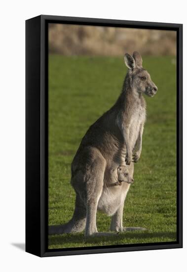 Eastern Grey Kangaroo with Joey in Pouch, Eltham College Environmental Reserve, Research, Victoria,-Roddy Scheer-Framed Stretched Canvas