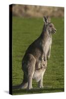 Eastern Grey Kangaroo with Joey in Pouch, Eltham College Environmental Reserve, Research, Victoria,-Roddy Scheer-Stretched Canvas