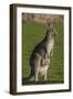 Eastern Grey Kangaroo with Joey in Pouch, Eltham College Environmental Reserve, Research, Victoria,-Roddy Scheer-Framed Photographic Print