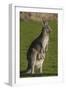 Eastern Grey Kangaroo with Joey in Pouch, Eltham College Environmental Reserve, Research, Victoria,-Roddy Scheer-Framed Photographic Print