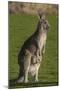 Eastern Grey Kangaroo with Joey in Pouch, Eltham College Environmental Reserve, Research, Victoria,-Roddy Scheer-Mounted Photographic Print