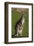 Eastern Grey Kangaroo with Joey in Pouch, Eltham College Environmental Reserve, Research, Victoria,-Roddy Scheer-Framed Photographic Print