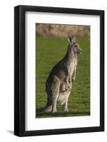 Eastern Grey Kangaroo with Joey in Pouch, Eltham College Environmental Reserve, Research, Victoria,-Roddy Scheer-Framed Photographic Print