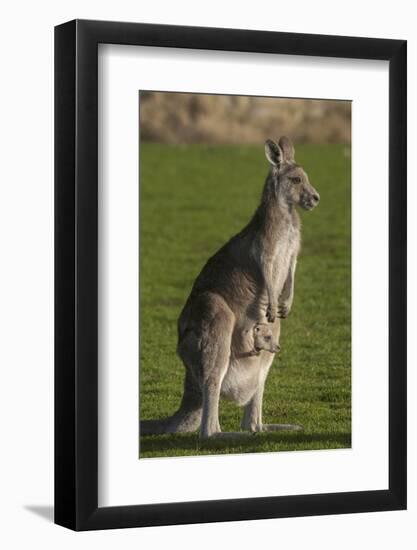 Eastern Grey Kangaroo with Joey in Pouch, Eltham College Environmental Reserve, Research, Victoria,-Roddy Scheer-Framed Photographic Print