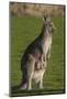 Eastern Grey Kangaroo with Joey in Pouch, Eltham College Environmental Reserve, Research, Victoria,-Roddy Scheer-Mounted Photographic Print