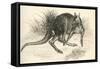 Eastern Grey Kangaroo-null-Framed Stretched Canvas