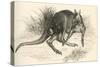 Eastern Grey Kangaroo-null-Stretched Canvas