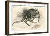 Eastern Grey Kangaroo-null-Framed Giclee Print