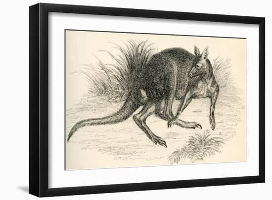 Eastern Grey Kangaroo-null-Framed Giclee Print