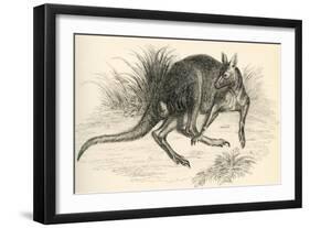 Eastern Grey Kangaroo-null-Framed Giclee Print