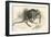 Eastern Grey Kangaroo-null-Framed Giclee Print