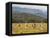 Eastern Grey Kangaroos, Geehi, Kosciuszko National Park, New South Wales, Australia, Pacific-Jochen Schlenker-Framed Stretched Canvas