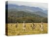 Eastern Grey Kangaroos, Geehi, Kosciuszko National Park, New South Wales, Australia, Pacific-Jochen Schlenker-Stretched Canvas