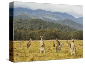 Eastern Grey Kangaroos, Geehi, Kosciuszko National Park, New South Wales, Australia, Pacific-Jochen Schlenker-Stretched Canvas