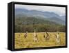 Eastern Grey Kangaroos, Geehi, Kosciuszko National Park, New South Wales, Australia, Pacific-Jochen Schlenker-Framed Stretched Canvas