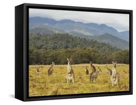 Eastern Grey Kangaroos, Geehi, Kosciuszko National Park, New South Wales, Australia, Pacific-Jochen Schlenker-Framed Stretched Canvas
