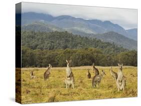 Eastern Grey Kangaroos, Geehi, Kosciuszko National Park, New South Wales, Australia, Pacific-Jochen Schlenker-Stretched Canvas