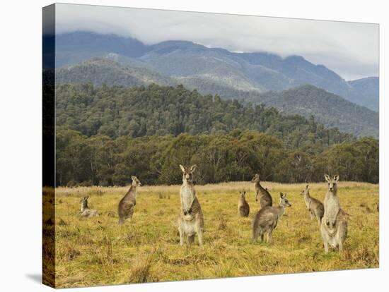 Eastern Grey Kangaroos, Geehi, Kosciuszko National Park, New South Wales, Australia, Pacific-Jochen Schlenker-Stretched Canvas