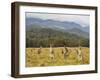 Eastern Grey Kangaroos, Geehi, Kosciuszko National Park, New South Wales, Australia, Pacific-Jochen Schlenker-Framed Premium Photographic Print